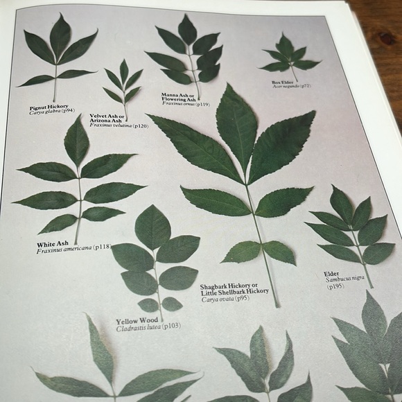 Vintage Hardcover Book 1978 Edition Trees In Britain, Europe And North America - Picture 9 of 16